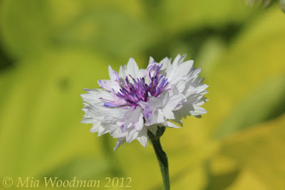 purple and white flower