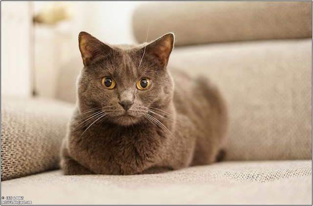 chartreux cat