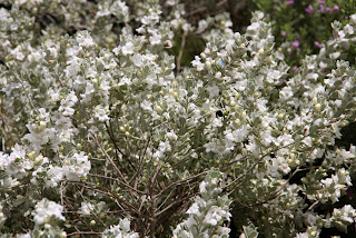 white cloud texas sage Leucophyllum frutescens