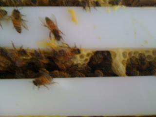 bees on Langstrom Frames