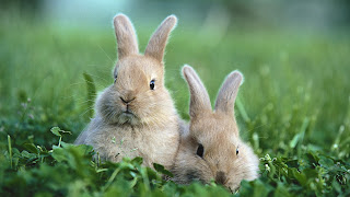 Cute Rabbit Wallpaper