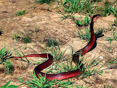snake wallpapers. Red Spitted Snake Wallpapers