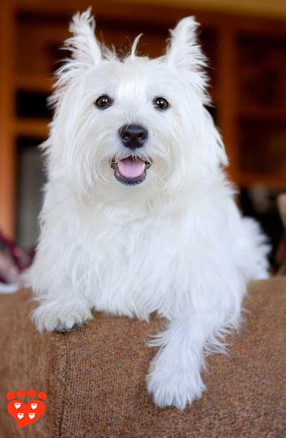 A guide to positive reinforcement dog training for dogs like this cute white dog on the settee