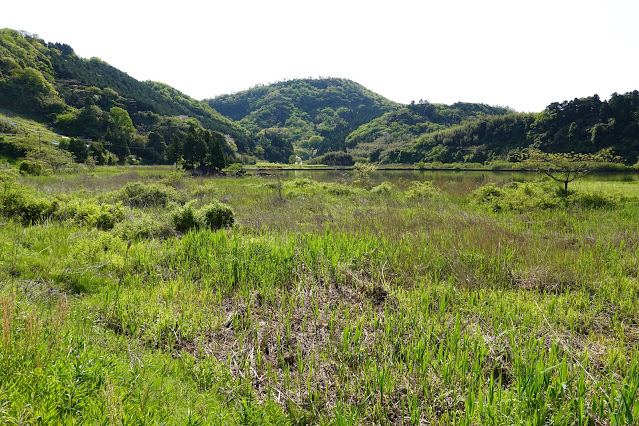 東郷湖一周ウォーキングコースからの眺めが綺麗です