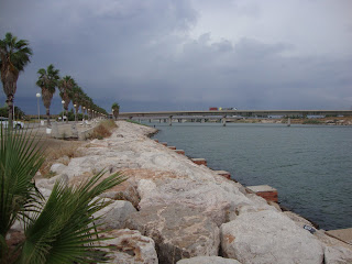 River palm trees photo - Valencia - Spain