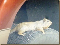 Sqirrel 002