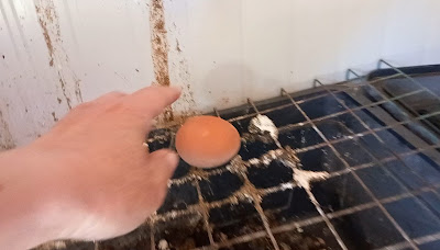 Uovo strano deposto sulla vaschetta delle deiezioni
