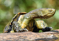 Mauremys leprosa