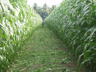 Jarak tanam jagung bisi 2