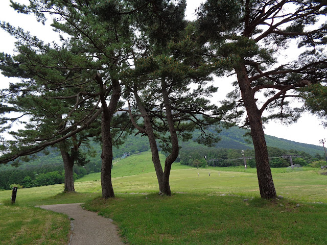 桝水原の松林