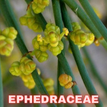 Ephedraceae Wild Plants