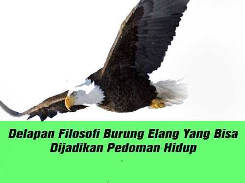 Delapan Filosofi Burung Elang Yang Bisa Dijadikan Pedoman Hidup