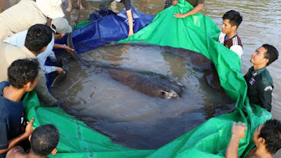 HEBOH! Mancing di Sungai Mekong, Nelayan Kamboja Dapat Ikan Terbesar di Dunia Seberat 300 Kilogram
