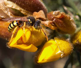Cuckoo Bee, Nomada fucata, on Gorse.  Keston Ponds, 27 March 2012.