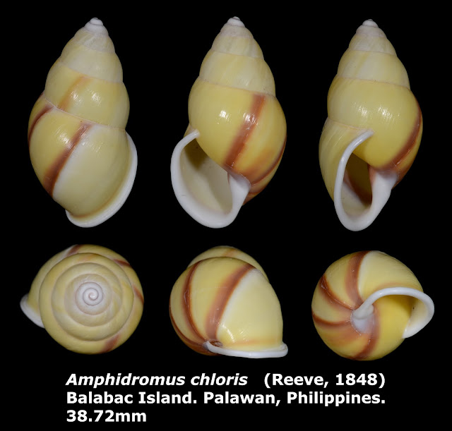 Amphidromus chloris 38.72mm