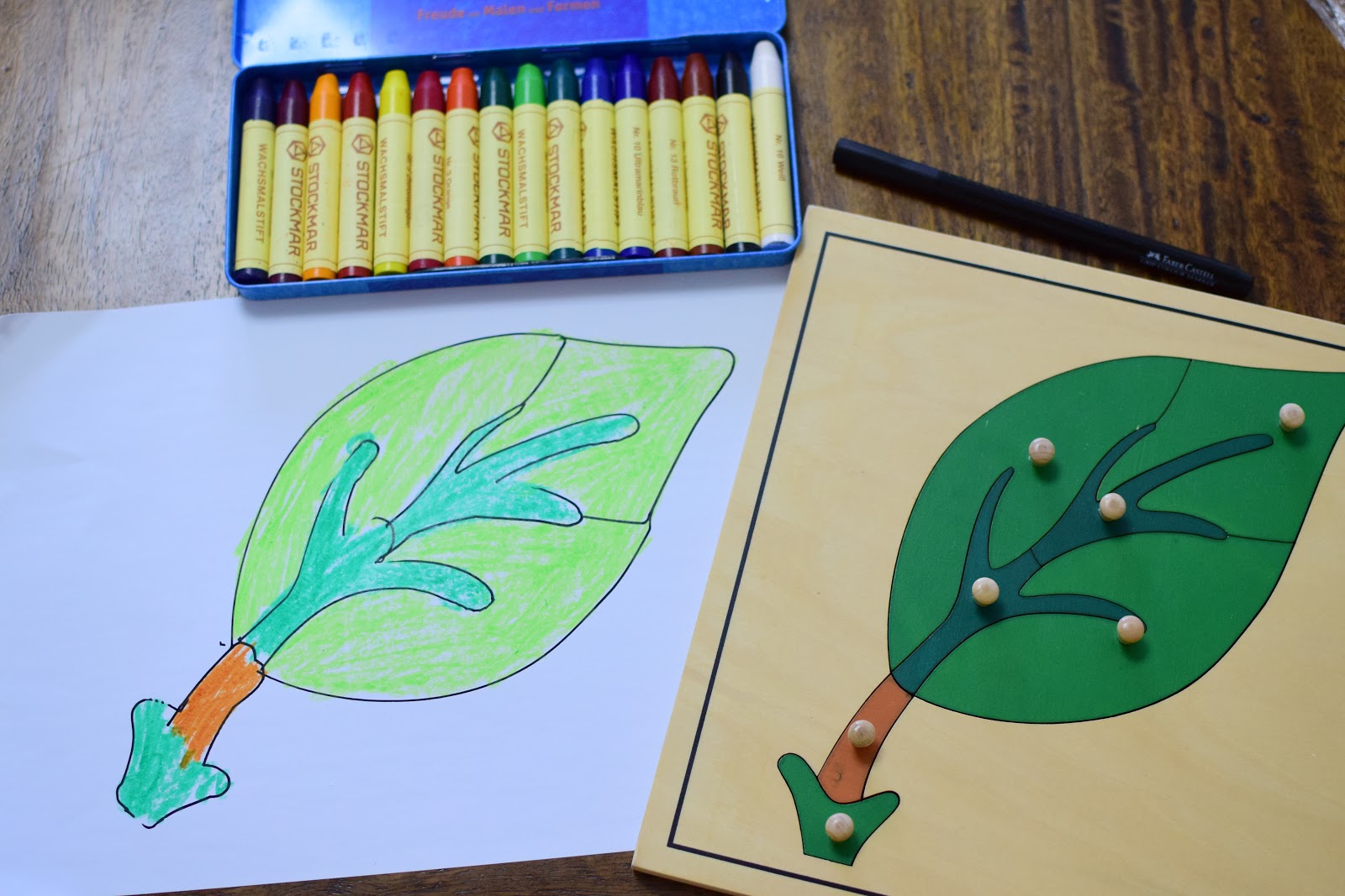 PARTS OF A LEAF Study for Kids: LABELING