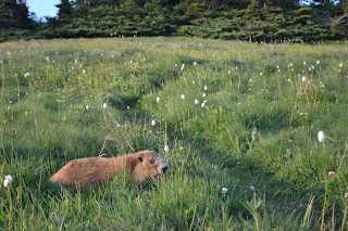 Picture of a Marmot at Olympic National Park