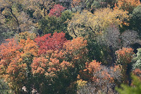 Autumn de Forest Photos