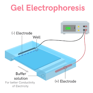 Agorose Gel electrophoresis