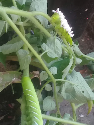   Lagarta Manduca sexta ou Manduca quinquemaculata coberta de larvas de vespas