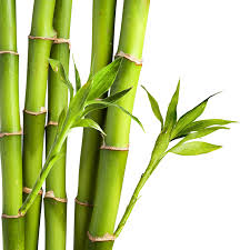 Bambu Petuk