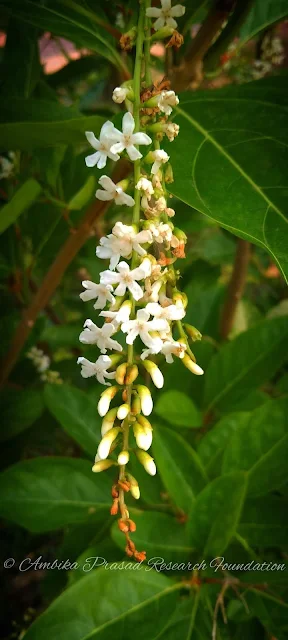 Citharexylum spinosum L. Family : Verbenaceae Habit : Tree Habitat : Drier area, moist foothills Common name : Fiddlewood