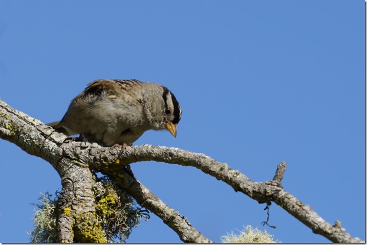 lopez white crowned sparrow