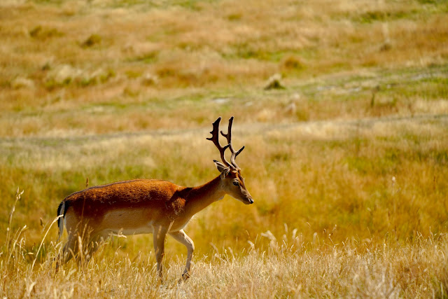 🦌鹿代表權利、地位、金錢、俸祿。