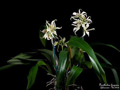 Prosthechea - Appendage orchid care