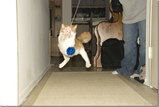 Kung Fu Kitty