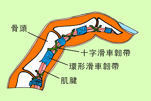 好痛痛 攀岩 手指痛 環形滑車韌帶 十字滑車韌帶 ATX 物理治療 姚斯元