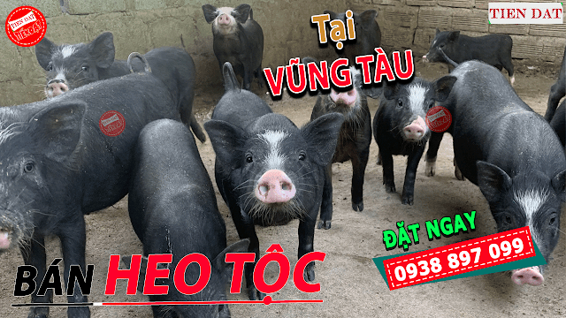 Bán heo mọi, heo tộc, heo đen, heo đồng bào tại Vũng Tàu