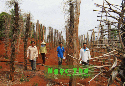 Người dân sốt ruột vì tiêu