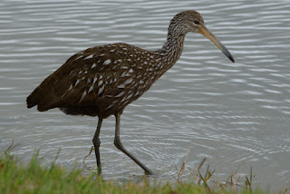 Limpkin