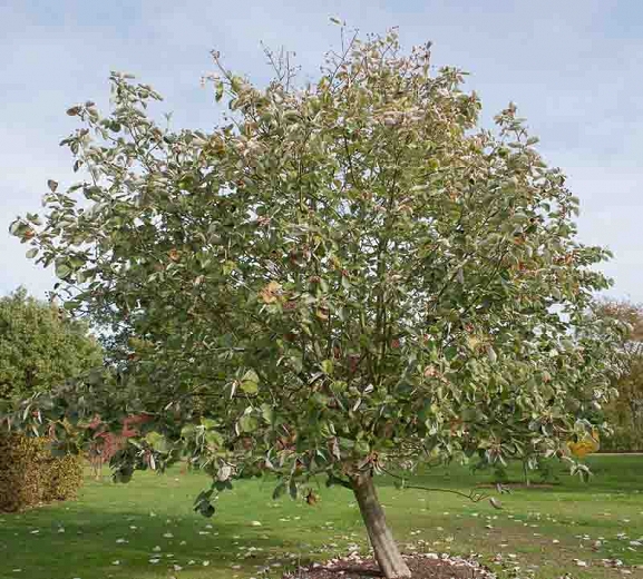 Sorbus thibetica 'John Mitchell'