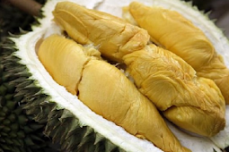 4 Manfaat Biji Durian Untuk Diet