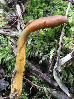 Tolypocladium ophioglossoides - Cordyceps langue-de-serpent