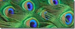 peacock_tail_feathers_close_up