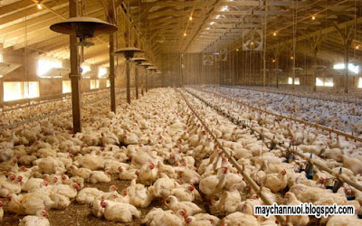 Cách nuôi gà thịt công nghiệp