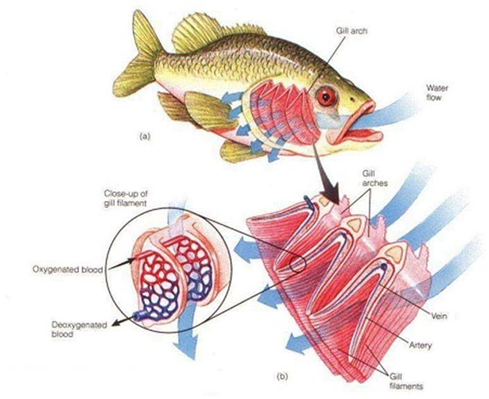 GAMBAR CARA BERNAFAS  PADA IKAN freewaremini