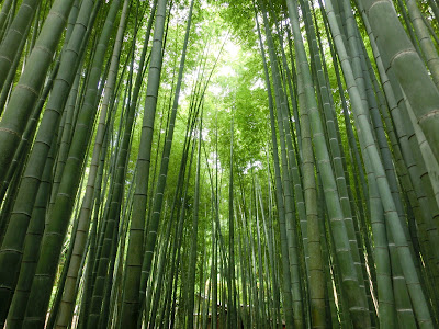  報国寺竹の庭