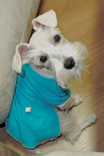 foto filhote de schnauzer de vestido