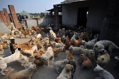 Chinese Woman Adopts 1500 Dogs, 200 Cats Seen On  www.coolpicturegallery.us