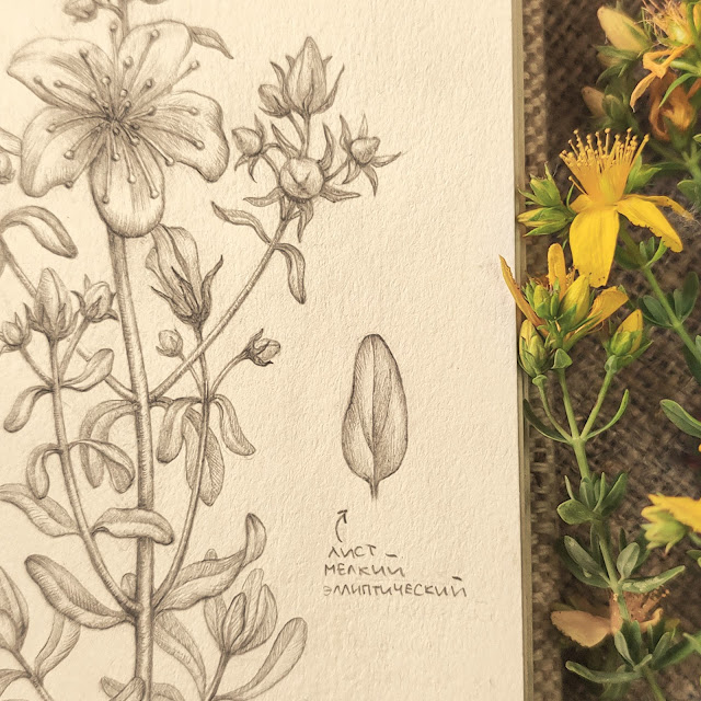Hypericum perforatum, Zveroboj obyknovennyj: botanical pencil sketch, floral art, sketchbook collection, botanical illustration