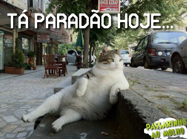 gato sentado, imagem