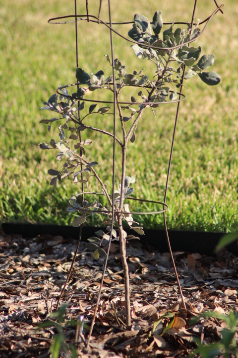 Rock-Oak-Deer: Plant ABCs: S is for Sophora Secundiflora