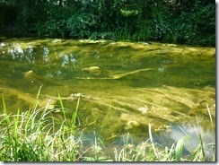 really weedy slough arm