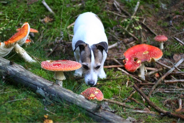 mushrooms in sweden