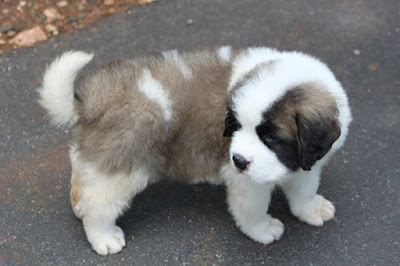 All you need to know about the St. Bernard