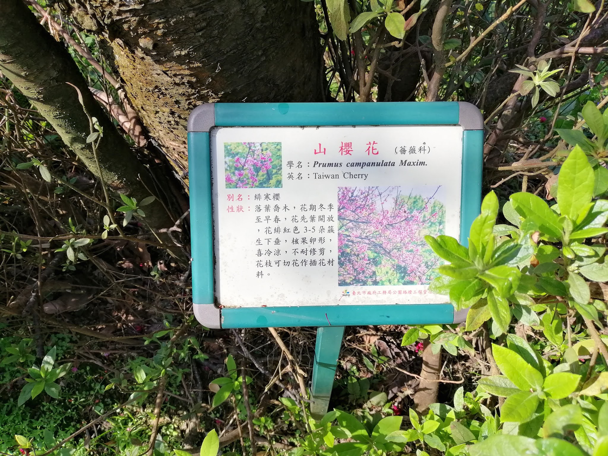 保存版 台湾の桜の種類めとめ 陽明山で桜を見よう たぶん明日もアジア